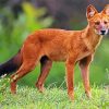 Wild Dhole paint by numbers