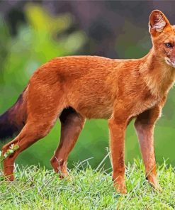 Wild Dhole paint by numbers