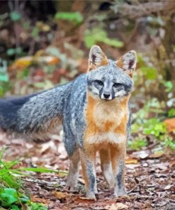 Wild Gray Fox Animal paint by numbers