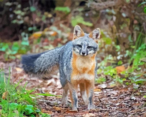 Wild Gray Fox Animal paint by numbers
