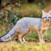 Wild Gray Fox paint by numbers