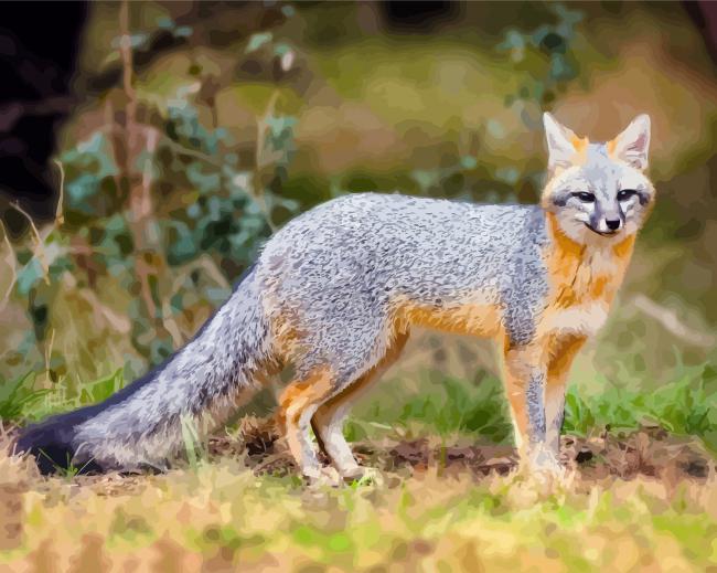Wild Gray Fox paint by numbers