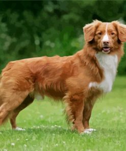 Nova Scotia Duck Tolling Retriever Paint by numbers