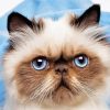Aesthetic Himalayan Cat paint by numbers