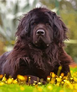 Aesthetic Newfoundland Dog paint by numbers paint by numbers