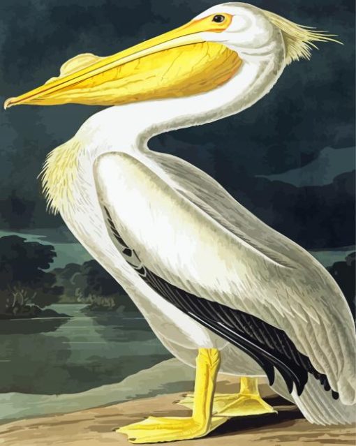 American White Pelican Audubon Paint by numbers
