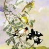 Audubon Rose Breasted Grosbeak paint by numbers