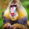 Baboon Monkey paint by numbers