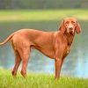 Brown Vizsla paint by numbers