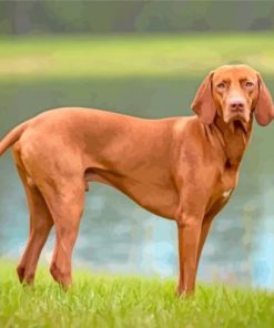 Brown Vizsla paint by numbers