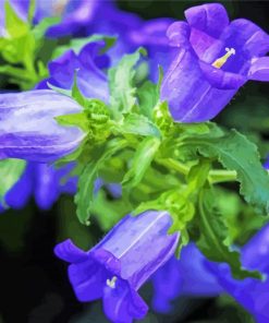 canterbury bells purple flower paint by numbers