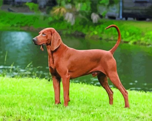 Coonhound Dog paint by numbers