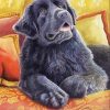 Cute Newfoundland Dog paint by numbers