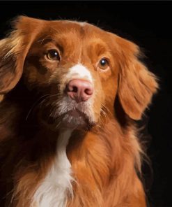 Adorable Nova Scotia Duck Tolling Retriever paint by numbers