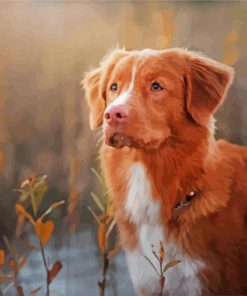 Cute Nova Scotia Duck Tolling Retriever Paint by numbers