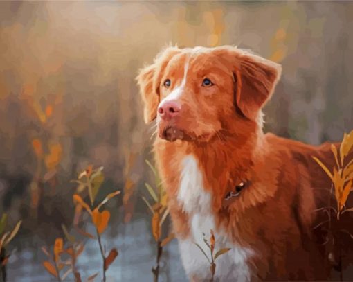 Cute Nova Scotia Duck Tolling Retriever Paint by numbers