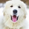 Great Pyrenees Dog Head paint by numbers