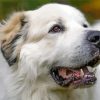 Great Pyrenees Dog paint by numbers