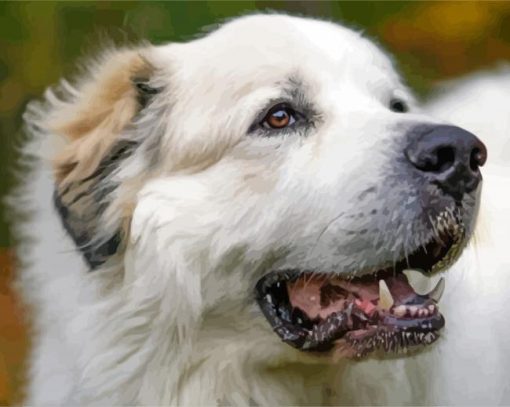 Great Pyrenees Dog paint by numbers