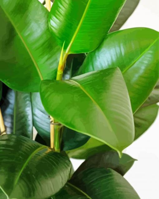 green Ficus plant paint by numbers