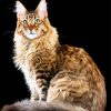 Maine Coon Cat Breed paint by numbers