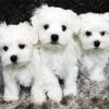 Maltese Puppies paint by numbers