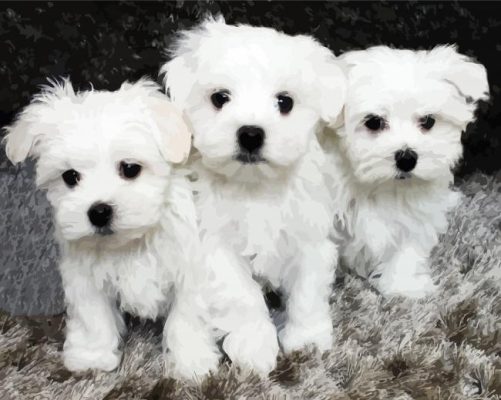 Maltese Puppies - Paint By Numbers - Num Paint Kit