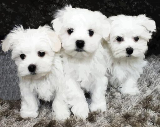 Maltese Puppies paint by numbers
