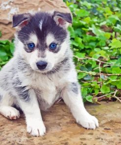Pomsky Dog Blue Eyes paint by numbers
