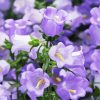 purple canterbury bells flowers paint by numbers