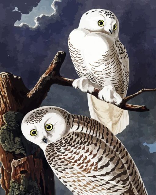 Snowy Owl Audubon paint by numbers