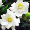 white Gardenia flower paint by numbers