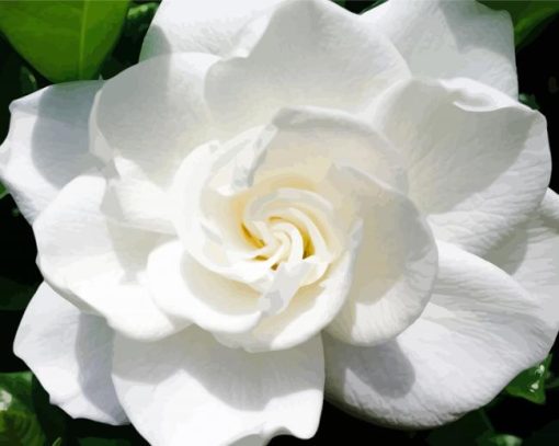 white Gardenia paint by number
