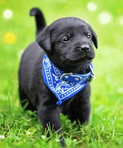 Black Labrador Retriever Puppy paint by numbers