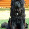 Black Newfoundland Dog paint by numbers