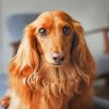 Brown Long Haired Dachshund paint by numbers
