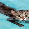 Cat In Water paint by numbers