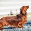 Dachshund Long Haired Dog Paint by numbers