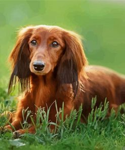 Dachshund Long Haired On Grass Paint by nuùbers
