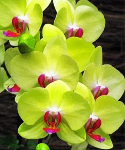 Green Orchid Plants paint by numbers