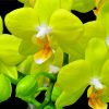 Green Orchid Plants paint by numbers