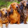 Dachshund Long Haired Dogs Paint by numbers