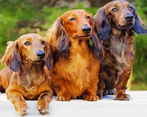 Dachshund Long Haired Dogs Paint by numbers