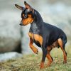 Miniature Pinscher dog paint by numbers
