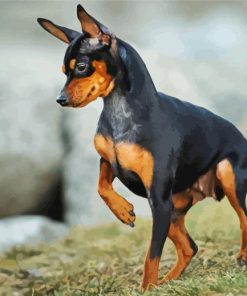 Miniature Pinscher dog paint by numbers