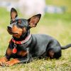 Miniature Pinscher sitting paint by numbers