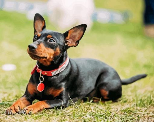 Miniature Pinscher sitting paint by numbers