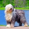 Old english sheepdog dog paint by numbers