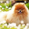 Small Pomeranian Dog paint by numbers