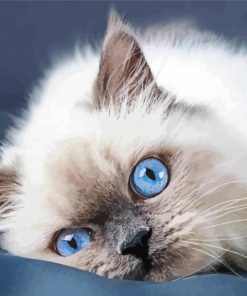 Ragdoll Cat Blue Eyes paint by numbers